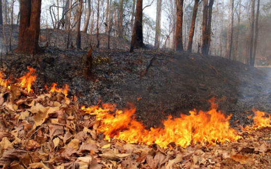 Причина ландшафтных пожаров - человеческий фактор!